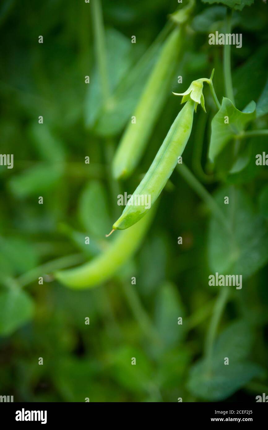 piselli verdi che crescono in giardino closeup Foto Stock