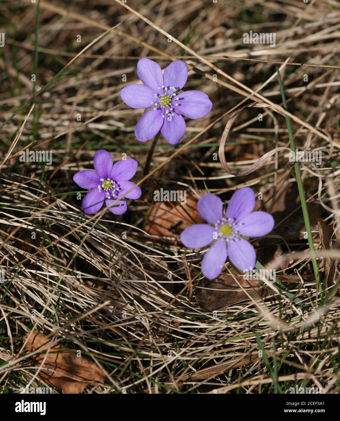 ANEMONE HEPATICA comune hepatica Foto Stock