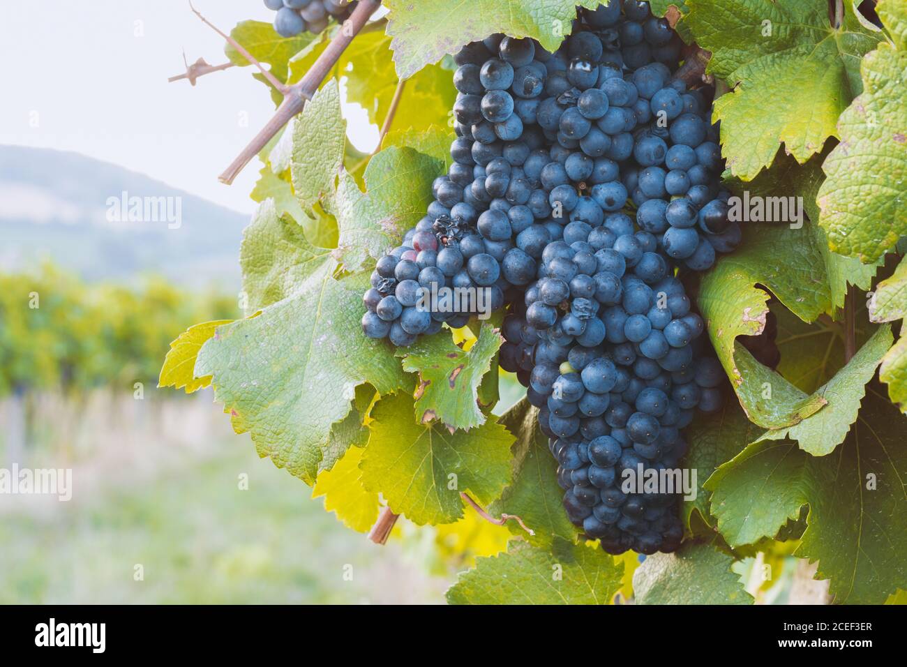 closeup di mazzo di uve blu che si coltivano in vigna Foto Stock