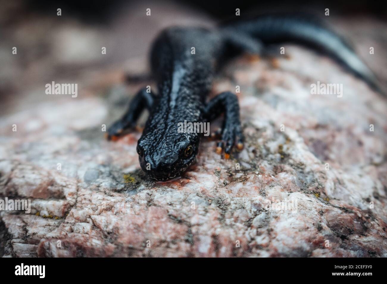 Nero newt seduto su una pietra rosa. Primavera. Messa a fuoco selettiva. Foto Stock