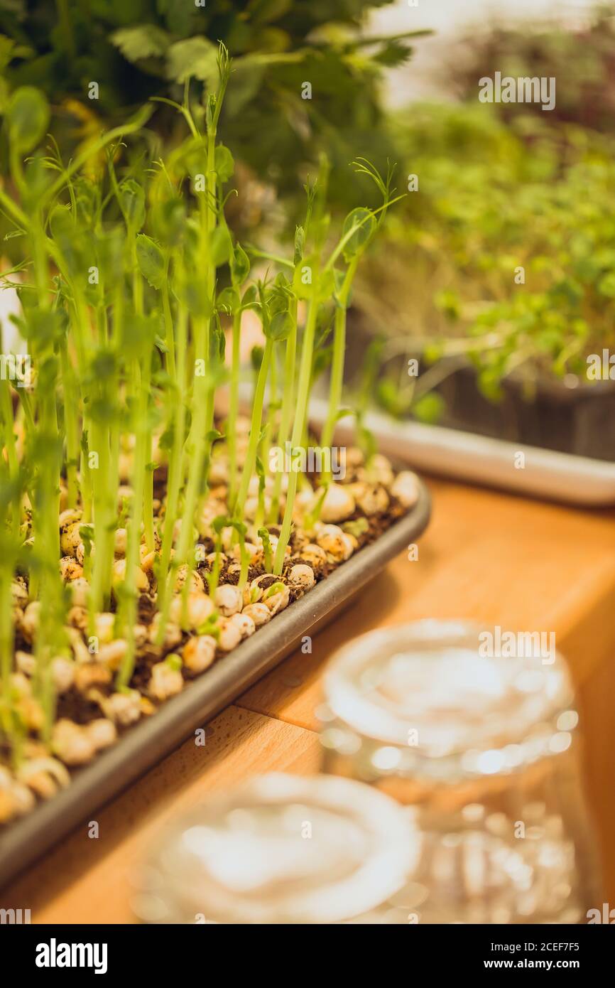 Erba verde piccola che cresce sul tavolo in cucina nel ristorante. Foto Stock