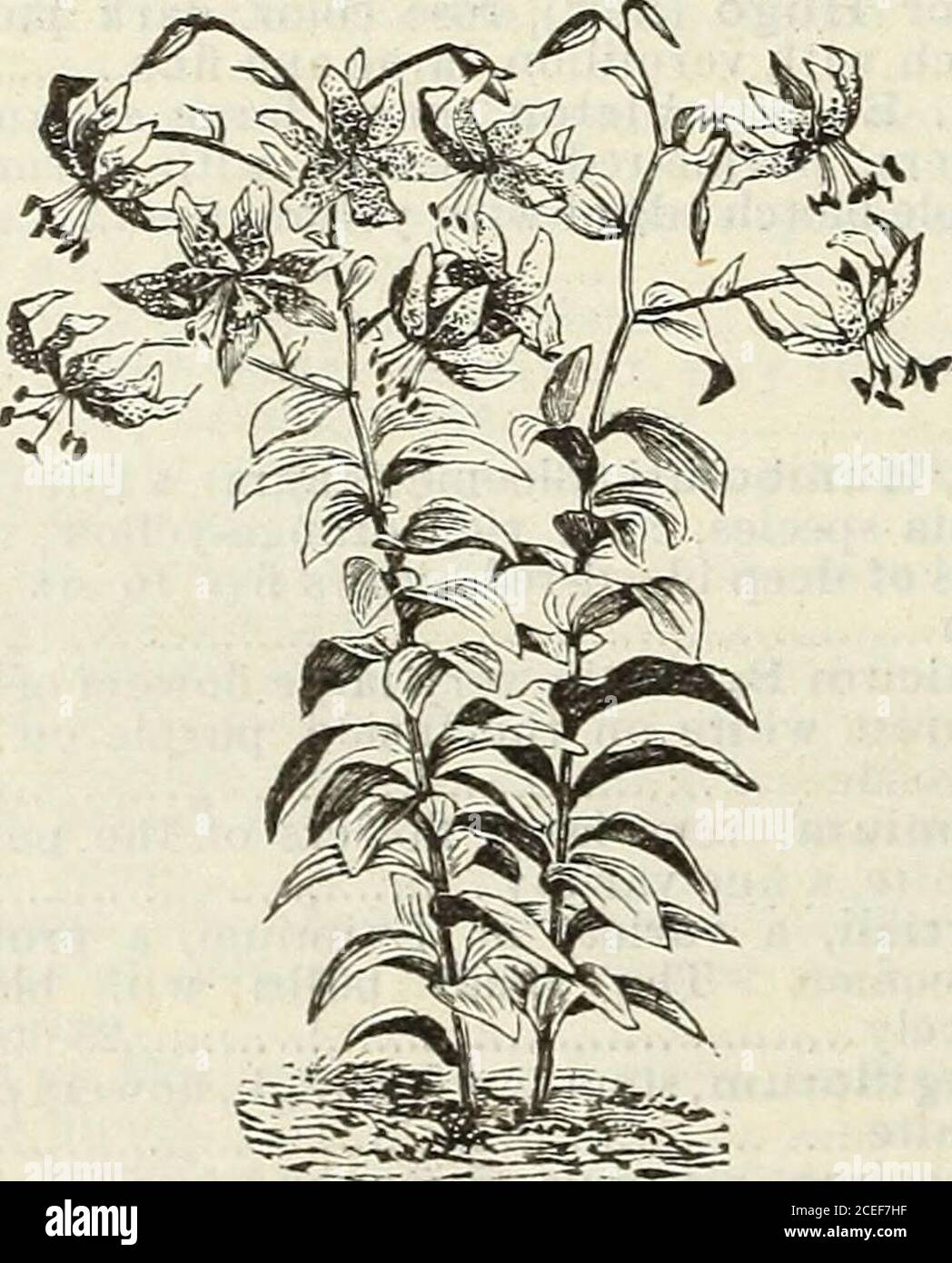 . John Saul's Washington catalogo di piante per la primavera del 1888. DOPPIO GIGLIO TIGRE. Rubrum, Japan Lily, fusto da due a tre feethigh, colore bianco, sutlussd con rosso, epunteggiato con cremisi brillante sulla superficie interna 25 Macranthum, una varietà di rubrum, flowerslarge e altamente colorato 40. LILIUM SPECIOSUM. Album Monstrosum, bianco, mostruoso a flusso 40 Roseum, rosato macinato, fiorito 40 rubrum, cremisi macchiato, fiorito 40 Precox, fioritura precoce e varietà distinta, fiori bianco puro 50 Roseum, bianco, macchiato con rosa 20 diversi *Agapanthus Umbellatus (Giglio africano), grande Foto Stock