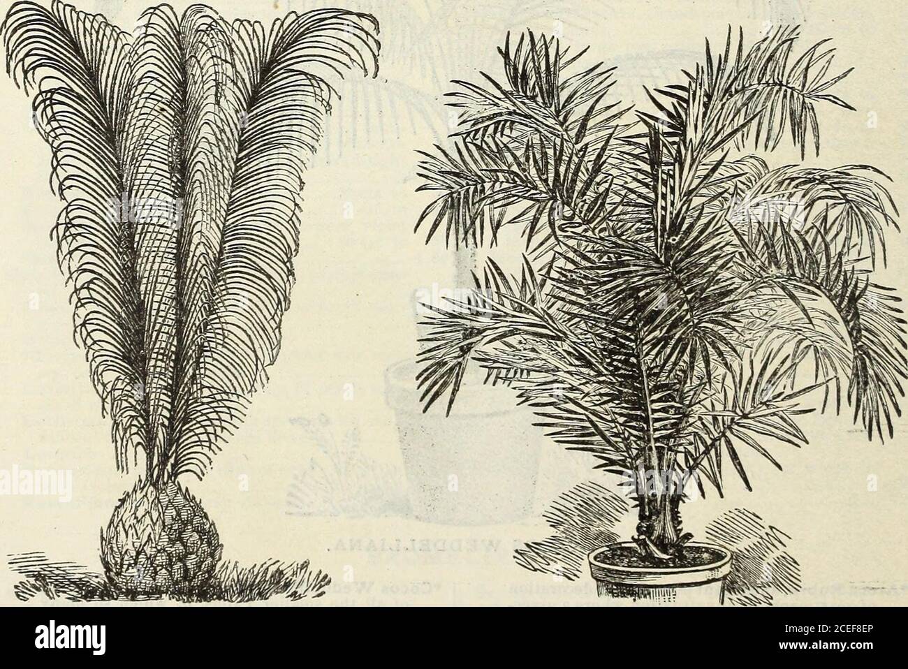 . John Saul's Washington catalogo di piante per la primavera del 1888. PRITCHARDIA FILAMENTOSA. LATANIA BORBONICA.. MACROZAMIA. PHCENIX RECLINATA. *Carypha (Livistonea) Australis, una palma di grande bellezza. Essendo di robusta costituzione, resiste senza lesioni a basse temperature; è ben adatto per la decorazione di appartamenti. Le foglie simili a ventaglio sono verdi, supportate da petoli marroni, che sono armati ai loro bordi con stoutspines 25 cts., 50 cts., 1.00 dollari a 2 50 =^Macrozamia Denisoni (Peroffskyana), lunghe, aggraziate foglie, molto bella Palm ♦spiralis, A. Foto Stock