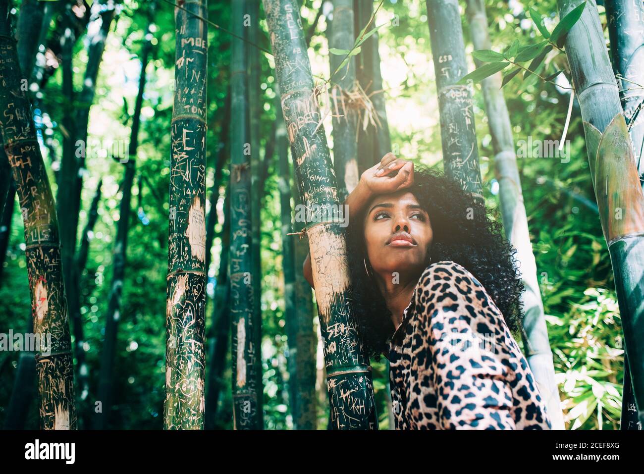 Bella Donna in una bella foresta di bambù godendo il momento Foto Stock