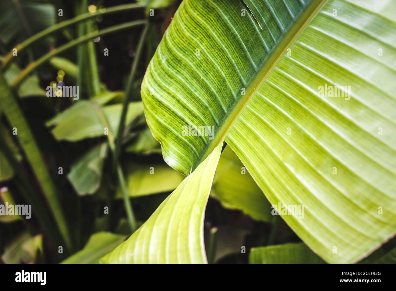 Coltivazione di piante di banana Foto Stock