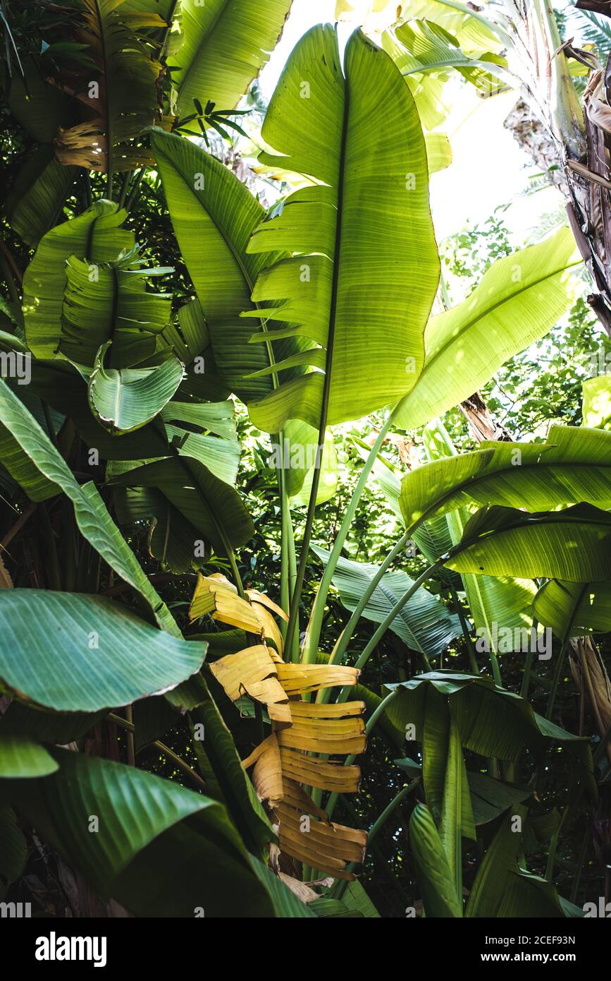 Coltivazione di piante di banana Foto Stock