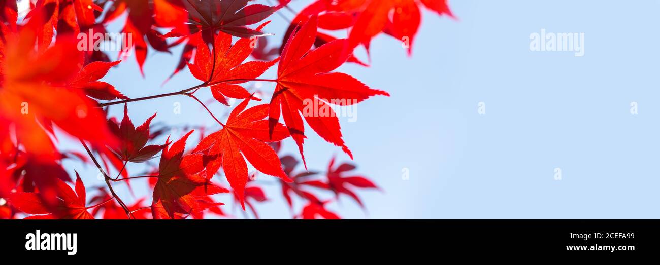 Aceri rossi sfondo panoramico con copia spazio, concetto di autunno Foto Stock