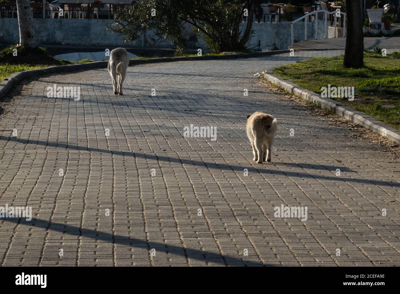 due cani di strada ambling su un percorso di ciottoli Foto Stock