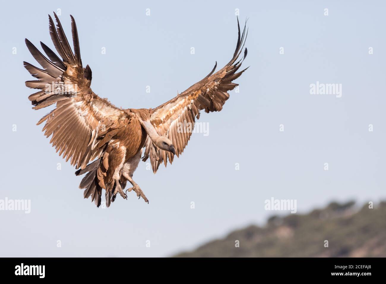 Incredibile avvoltoio selvaggio che si eleva contro il cielo blu senza nuvole sul sole giorno in natura Foto Stock