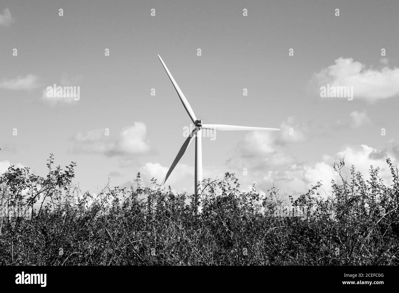 Panorama delle turbine eoliche in bianco e nero Foto Stock