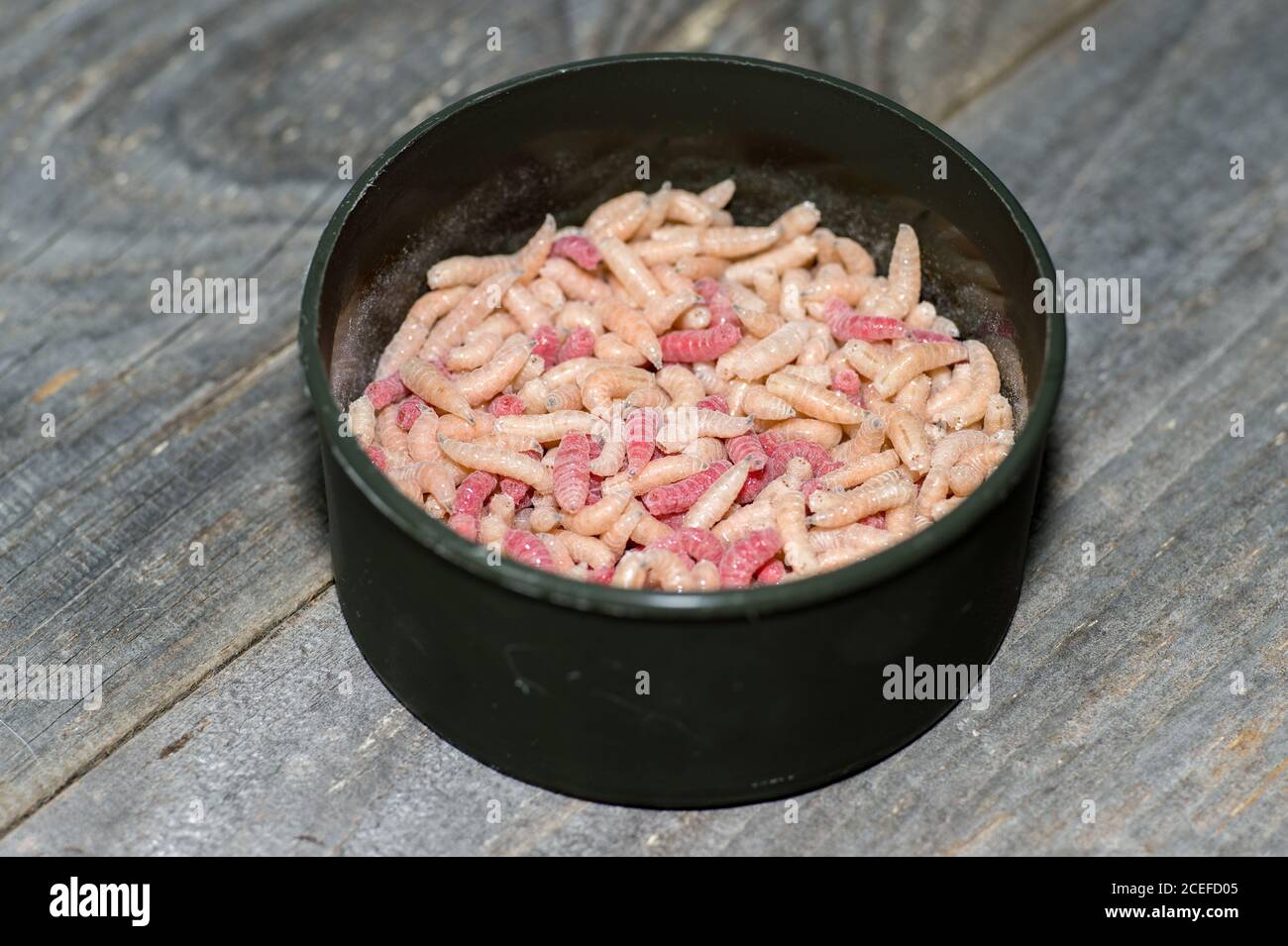 Larve di mosca rosse e bianche da vicino in una lattina di pesca aperta su uno sfondo grigio di legno shabby. Foto Stock