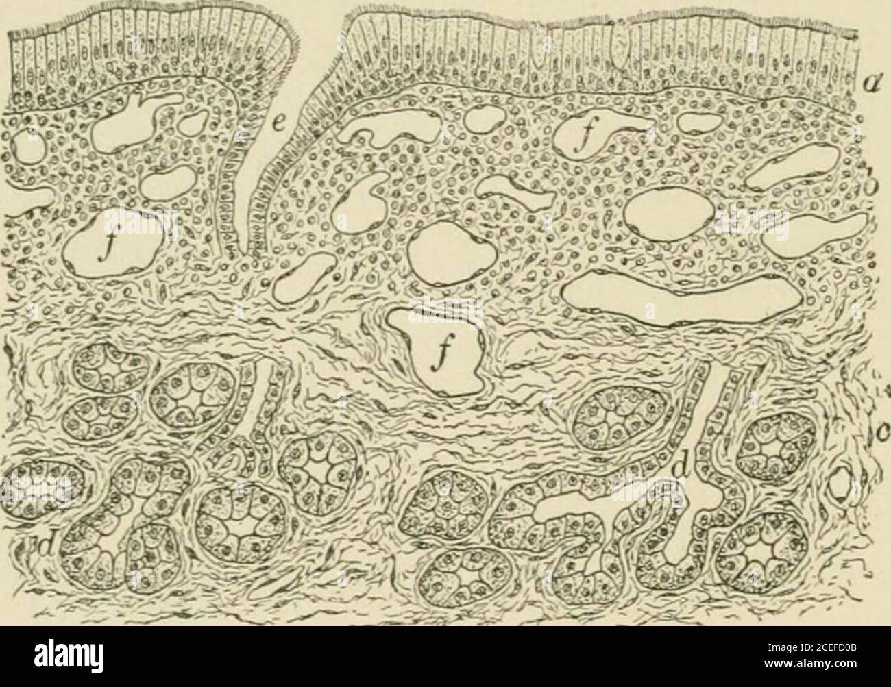 . Testo-libro di istologia normale: Compreso un racconto dello sviluppo dei tessuti e degli organi. Ione è stratifiedciliated columnarin ty])e, all'interno dello strato thesuperficial di cui numerougoblet-cellule areinterspersed. La Tetunica propria di questa regione è composta da tessuto connettivo fibroso contenente cleftsoccupied da molti leucociti, questi ultimi frequentemente invadendo il thesperimen epitelio; in varie parti della mucosa si incontrano anche noduli occasionali di tessuto linfoide. La surfattadella tunica propria è liscia, in quanto i soliti papillaeae subepieliali qui vogliono. il valore um Foto Stock