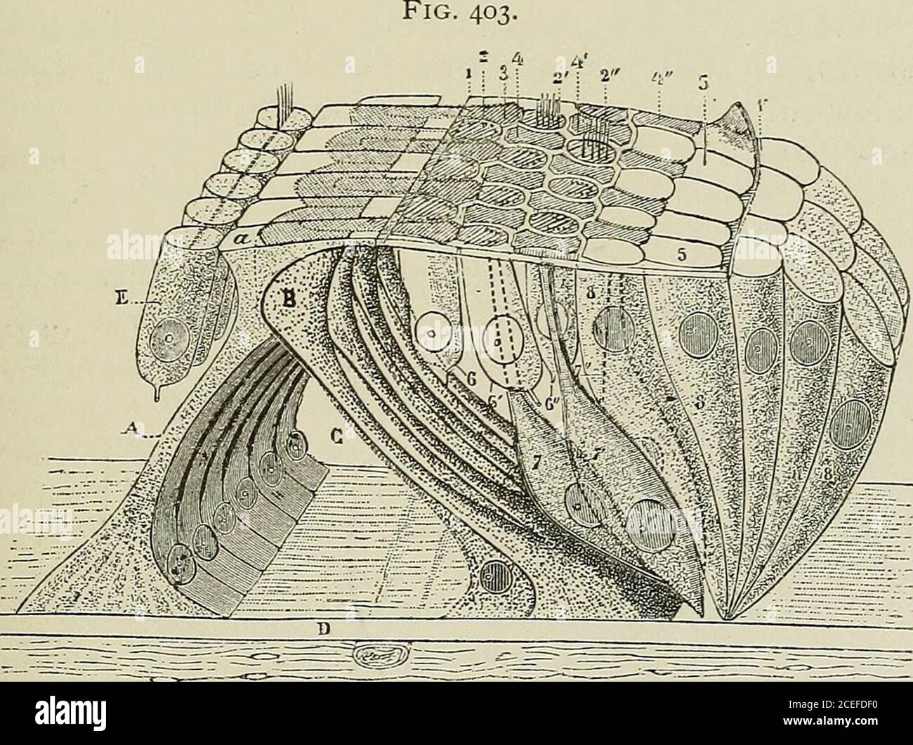 . Testo-libro di istologia normale: Compreso un resoconto dello sviluppo dei tessuti e degli organi. lar addensamento nucleato alla base verso la cavità del tunnel. Ogni pilastro possiede un corpo slanciato a strisce longitudinali, leggermente a forma di S, la cui estremità superiore termina nella testa triangolare, e la cui estremità inferiore si espande nel piede che poggia sull'ipembrana basilare. Il pilastro interno è più corto, più perpendicolare e meno curvo dell'esterno; la sua testa presenta una faccia articolare singola o doppia per la ricezione della superficie convessa corrispondente dell'h. Foto Stock