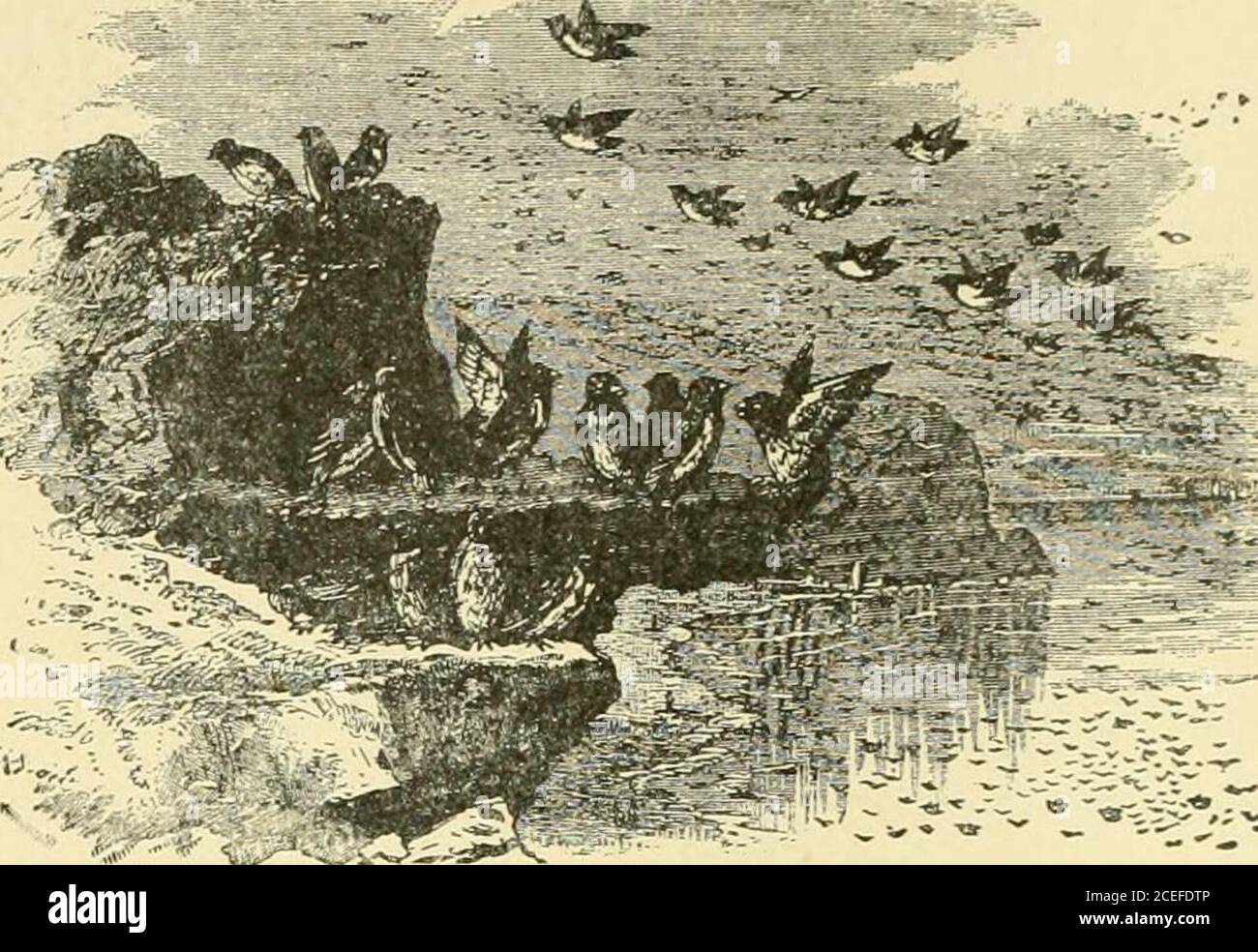 . Pesca di foche e salmoni e risorse generali dell'Alaska. n delle miriadi ofchochokies ai loro nidi. Il SimorhyncJms depone un singolo uovo purebianco, di dimensioni e forma estremamente variabili, solitamente oblungo-ovale, con l'estremità più piccola appuntita. Ho diversi esemplari simostsferici, e altri estratti in un'ellisse allungata; ma l'ovale theoblungo, con l'estremità più piccola appuntita, è il prevalente type.Compared con la dimensione e il peso del piccolo uccello, l'uovo è exces-sivamente grande. Lunghezza media, 1.55; larghezza, 1.12. La lunghezza di thebird, 3 pollici; larghezza, 2 pollici. L'aspetto generale di t Foto Stock