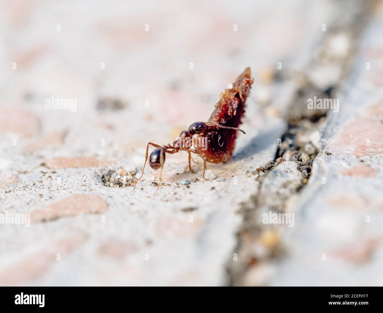 Lavoratore di formica piccolo con oggetto pesante. Forte e duro lavoro. Formica in habitat. DOF poco profondo. Spazio di copia Foto Stock