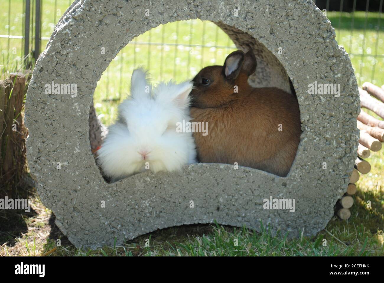 Carino coniglietto marrone e un coniglietto bianco seduto insieme dentro un foro Foto Stock