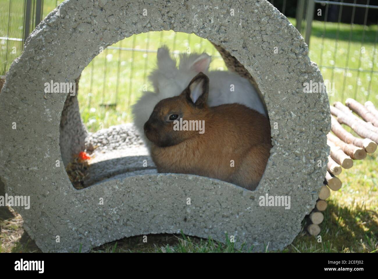 Carino coniglietto marrone e un coniglietto bianco seduto insieme dentro un foro Foto Stock