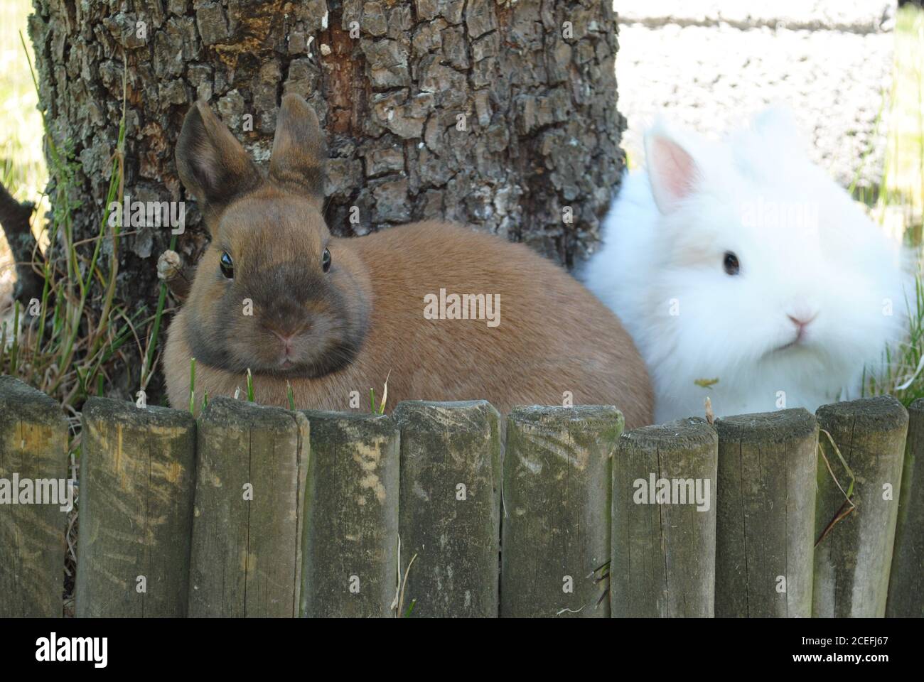 Carino coniglietto bianco e marrone coniglietto seduto insieme vicino a. albero Foto Stock