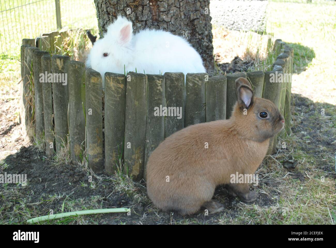 Primo piano di un simpatico coniglietto marrone e di un bianco coniglietto Foto Stock