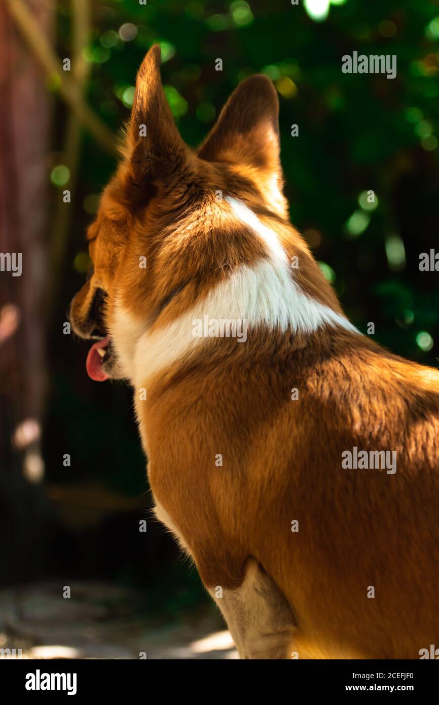 Il cane gallese di Corgi nel cortile sta giocando e guardando il gatto, bellissimo sfondo verde e rilassante in giardino Foto Stock