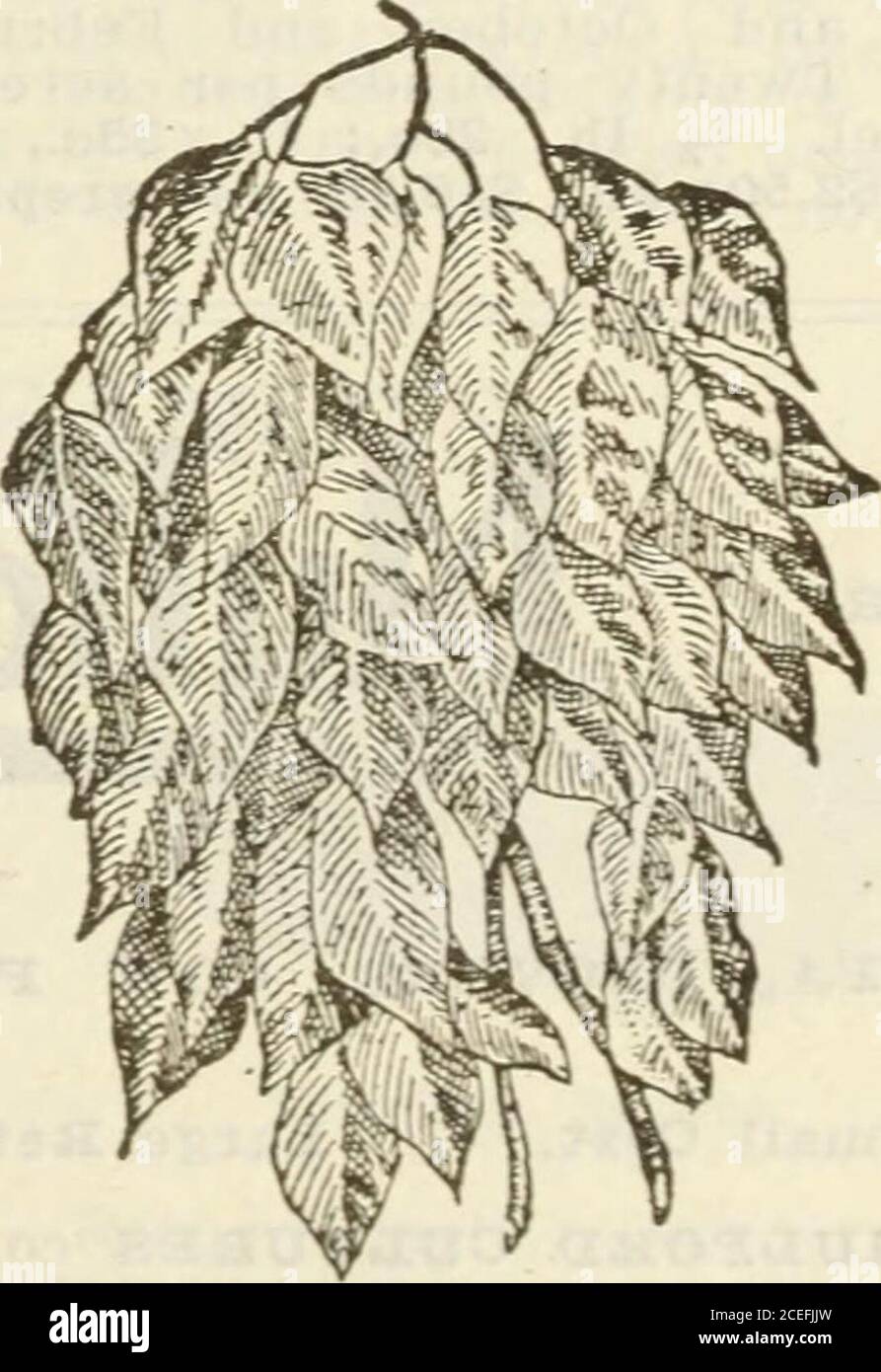 . Semi di Steckler : 1922. Trifoglio letto. LETTO MEDIO CLOVEB.: Quello cresciuto mostuniversalmente in tutto il paese. Su terreno fertile e soprattutto dove il fieno si desidera, ha solo un superiore, e thatis Alfalfa. Semina in primavera e in autunno, 12libbre per acro. ^ lb., 30c.; lb., 50c., post-pagato; 10 lb., 4.50 usd; bu., 18.00 usd, non prepagato. Beg-g-ar Weed. BEGGAB ERBACCIA O FLOBIDA CLOVEB. Un annuale; pianta di foraggio di valore e restorer di suolo awonderful, fertilizzante più prezioso di asa tha-n o piselli o Clover, ein molte sezioni del toentrambi superiore del sud per foraggio. Semina da aprile a luglio.10 lbs. All'acr Foto Stock