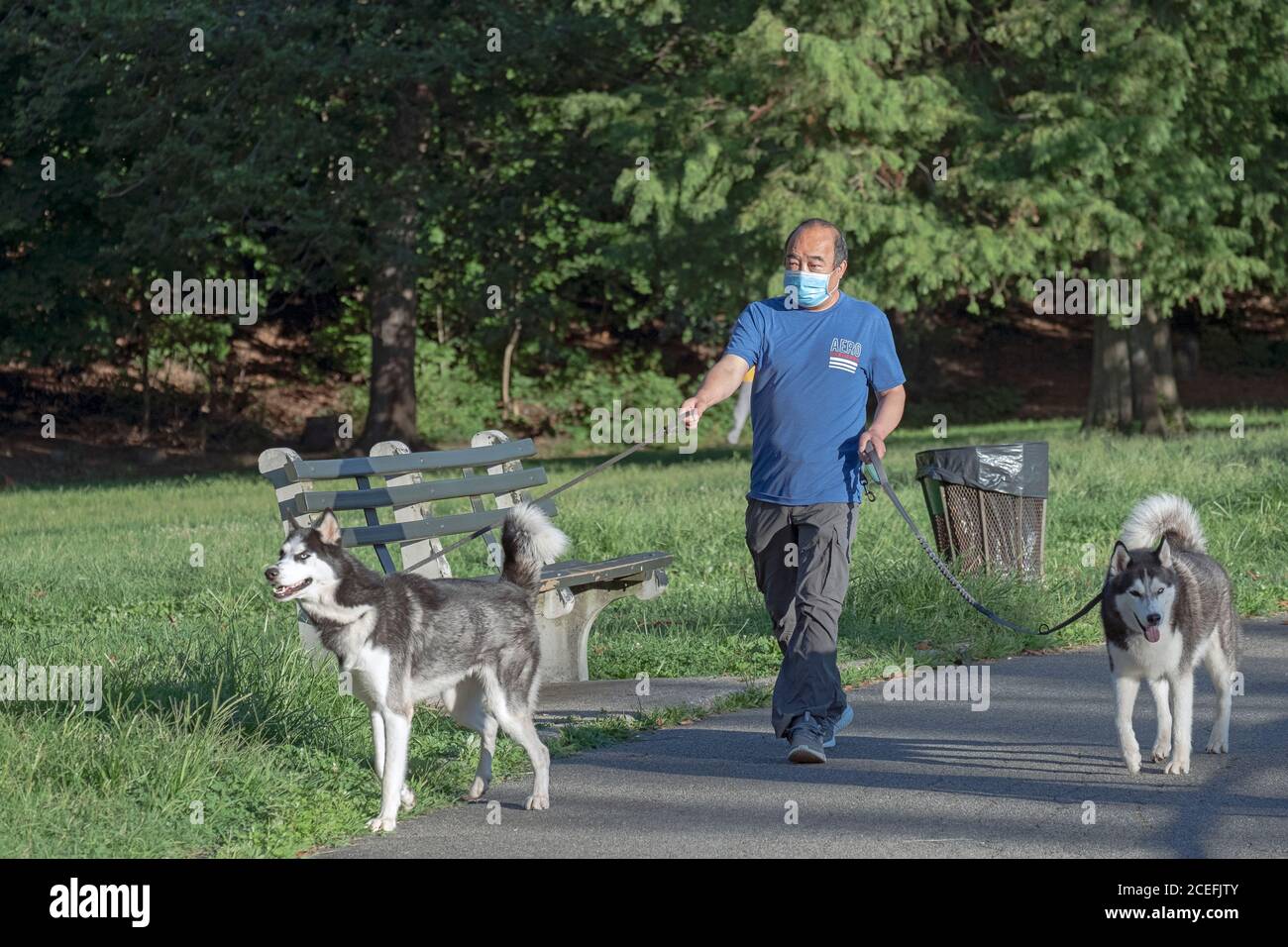 Un uomo americano asiatico che indossa una maschera chirurgica cammina i suoi 2 cani Husky su un percorso vicino al lago in un parco a Flushing, Queens, New York City/ Foto Stock