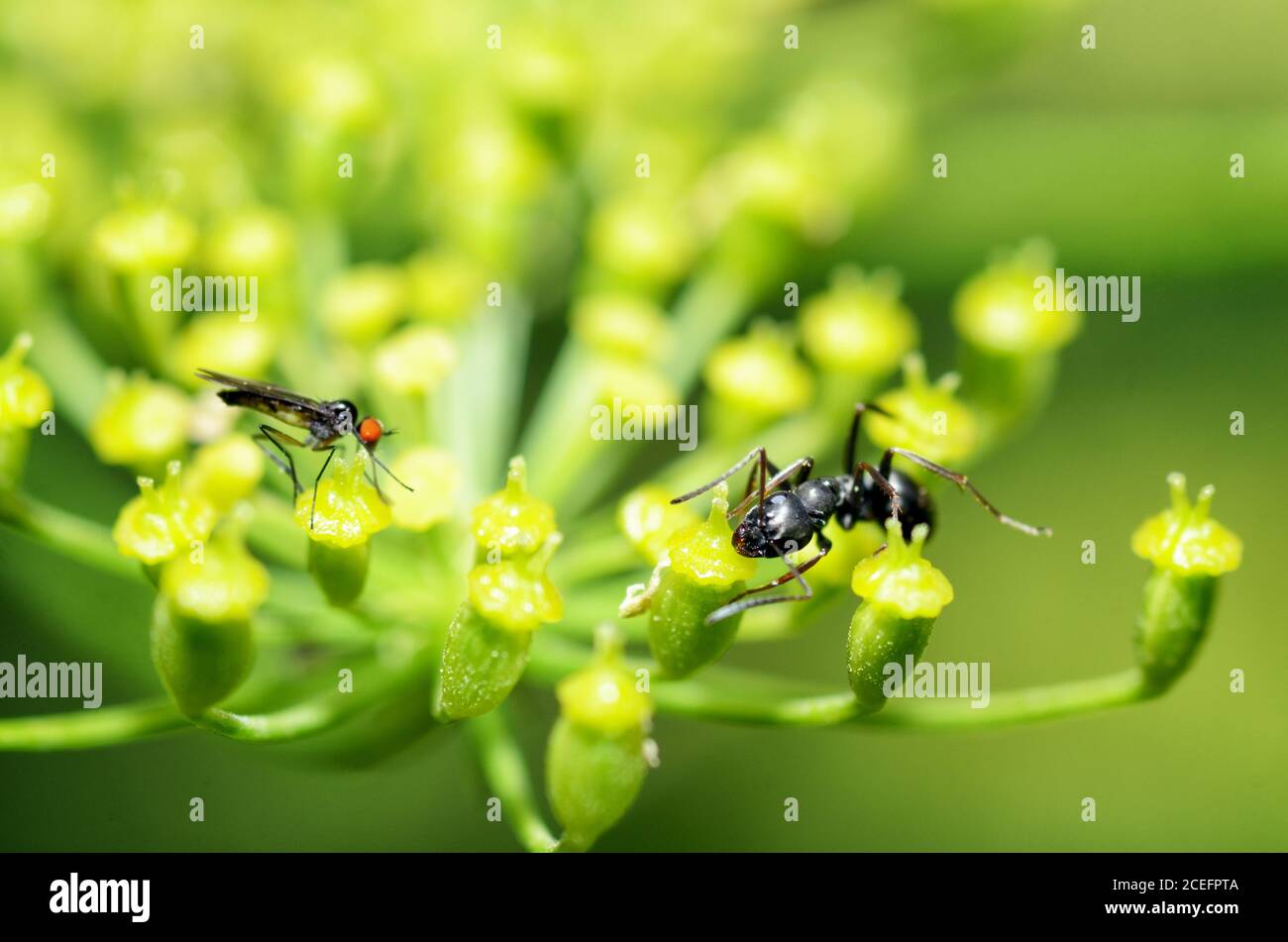 Piante fioriscono in summer. Insetti vari alimentano su polline di pianta. Foto Stock