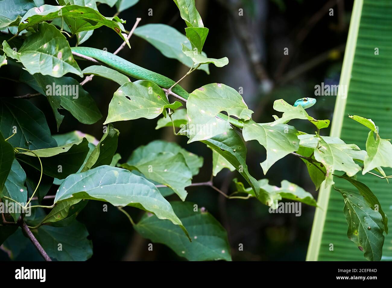 Primo piano di serpente verde nascosto dietro foglie di albero Crescere nella foresta pluviale in Costa Rica Foto Stock
