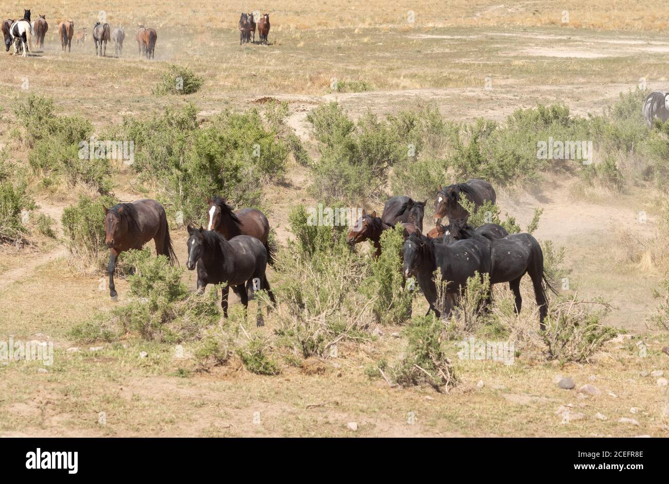 Cavalli selvaggi nel deserto dello Utah Foto Stock