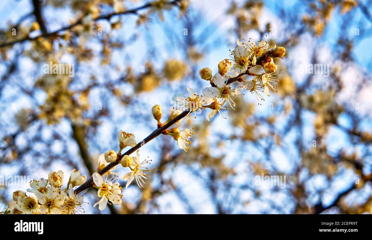 Rami di fiori di ciliegio selvatico con sfondo sfocato. Foto Stock