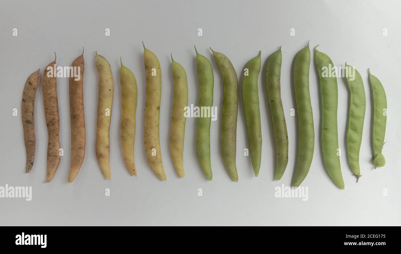 il cerchio della vita per i piselli dalla frutta verde al marrone. Foto Stock