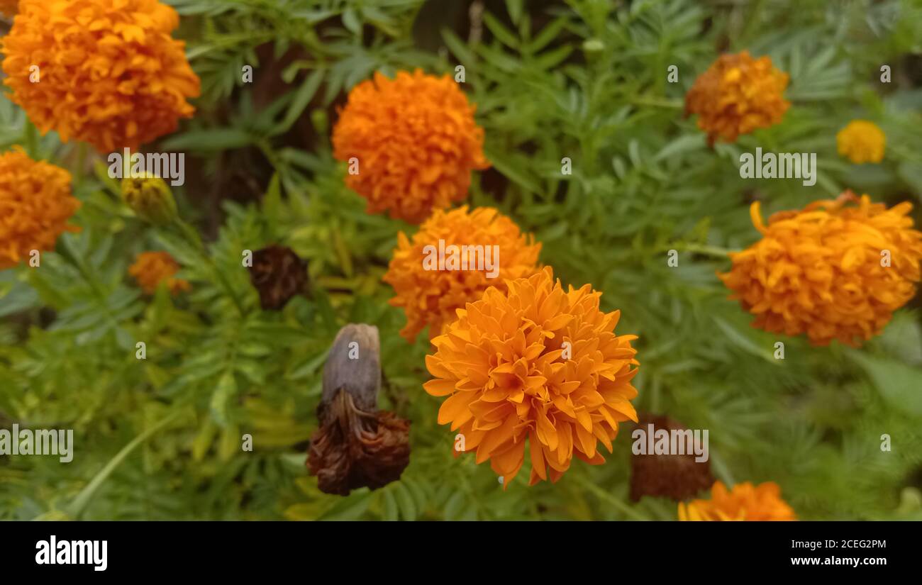 tagetes arancio fiori di patula o il fiore messicano o fiore di marigold famiglia Foto Stock