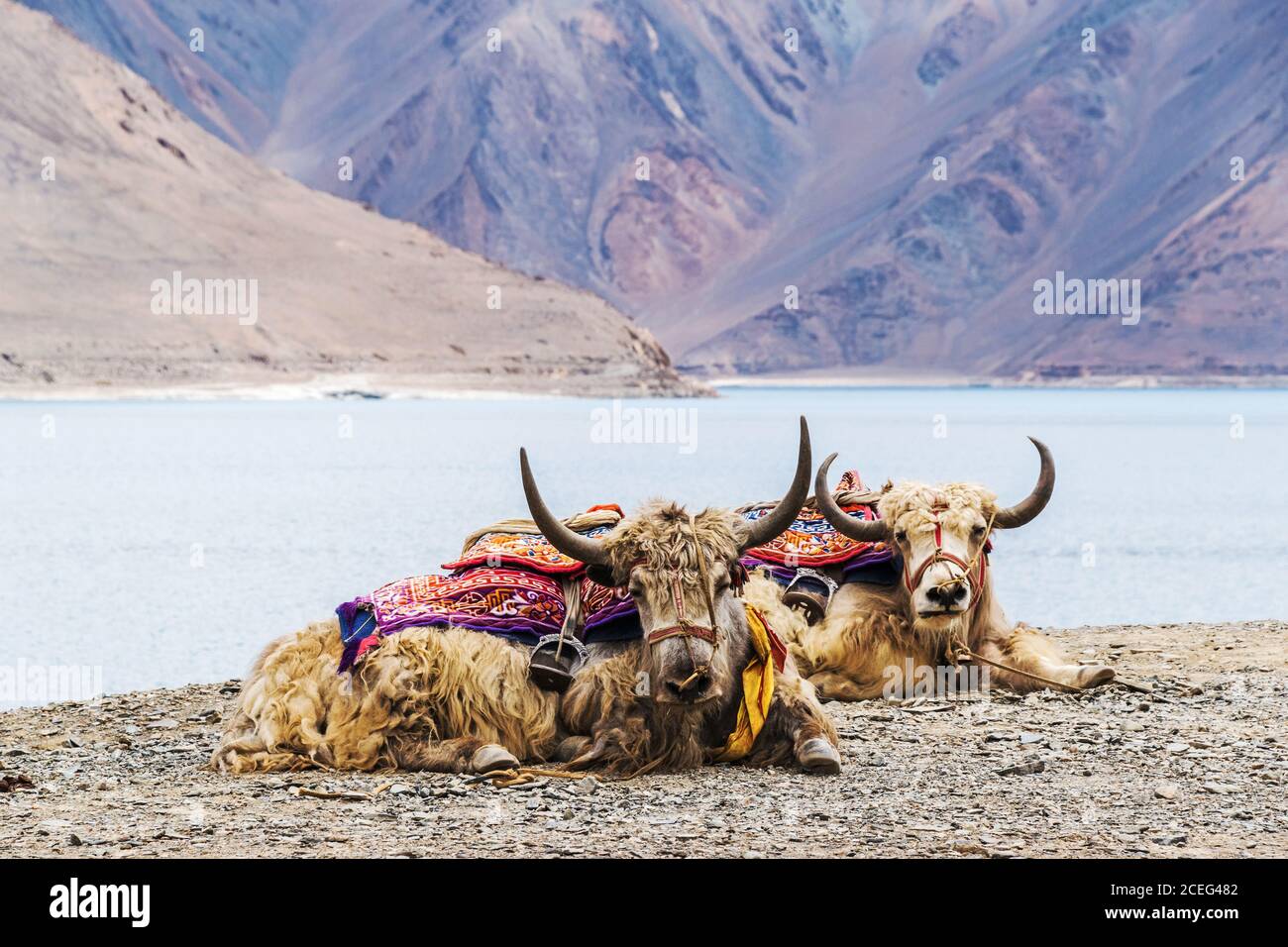 Un paio di yak che riposano sul Pangong Tso (Lago di Pangong) in Ladakh, India, vicino alla linea disputata di controllo effettivo (LAC) tra Cina e India. Foto Stock