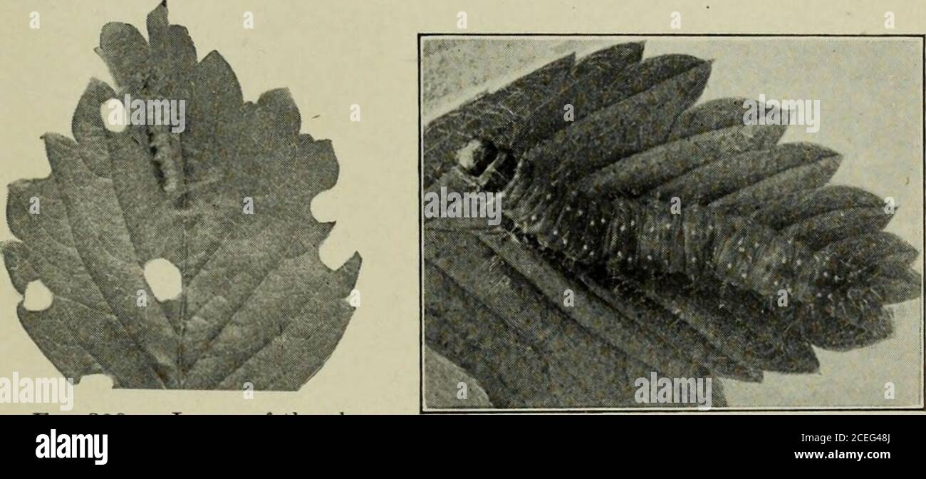 . Manuale di insetti di frutta. , quando essi versano alla prima cova di falene. Il rullo a foglia di fragola attacca anche il mora andrlampone, essendo particolarmente abbondante su queste piante durante la parte di stagione. Sulle fragole è solitamente il firstbrood che causa la perdita più grande. I caterpillars dei brodi del helater sono, di norma, meno numerosi e, a causa della grandezza del fogliame su cui alimentare, causano un'injuryto meno evidente alle piante. INSETTI DI FRAGOLA 363 mezzi di controllo. Esperimenti in New Jersey hanno dimostrato che il rullo a foglia di fragola può essere efficacemente c Foto Stock