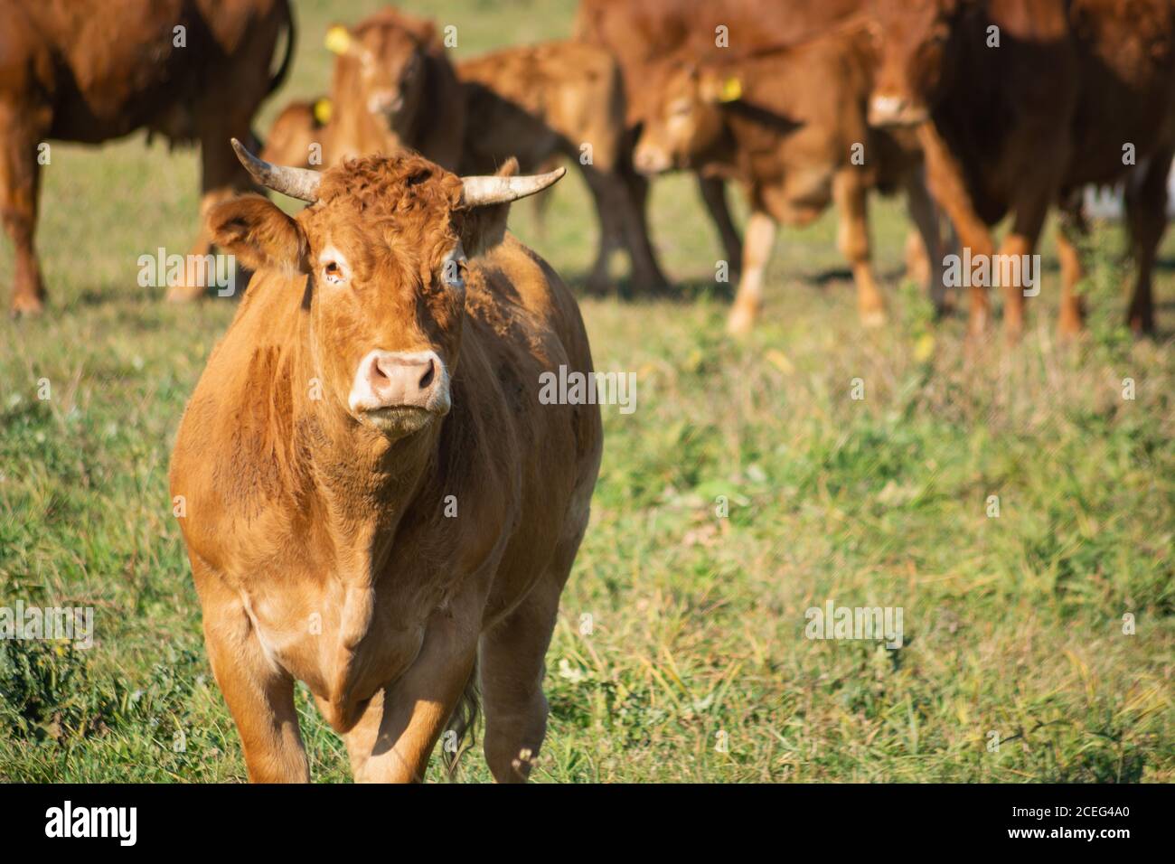 Mucca bruna con cornici su pascolo verde, giorno di sole Foto Stock