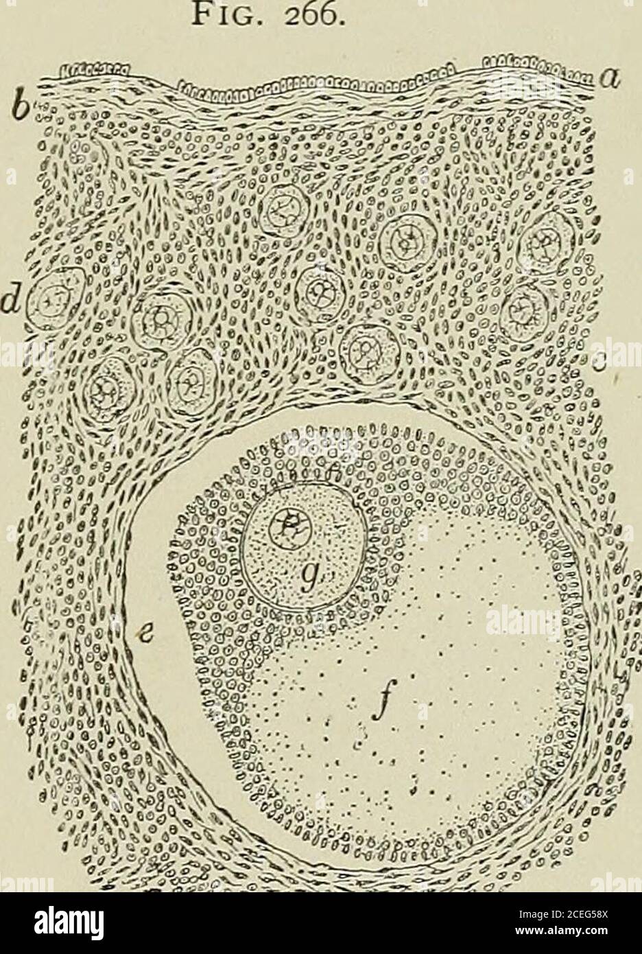 . Testo-libro di istologia normale: Compreso un resoconto dello sviluppo dei tessuti e degli organi. Areesclusivamente limitato a questa parte dell'ovaio, dove si verificano in tutte le fasi di sviluppo. I follicoli di Graafia più giovani e meno maturedsono plentifullisparsi attraverso la parte esterna della corteccia, dove in molti ani-malles, come il gatto e il coniglio, formano quasi una completa zona. Il fol-lile più immaturo è costituito dall'ovum sur-arrotondato da un unico strato di cellule appiattite, i progenitori della membrana granulosa, al di fuori delle quali si trovano le cellule^ del generalstroma, senza Foto Stock