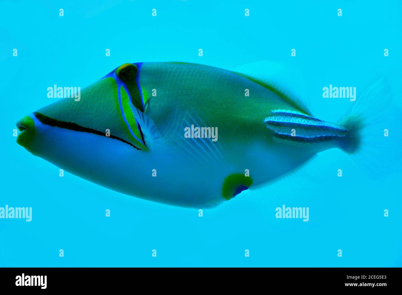 Pesce Picasso isolato su fondo blu del mare Foto Stock