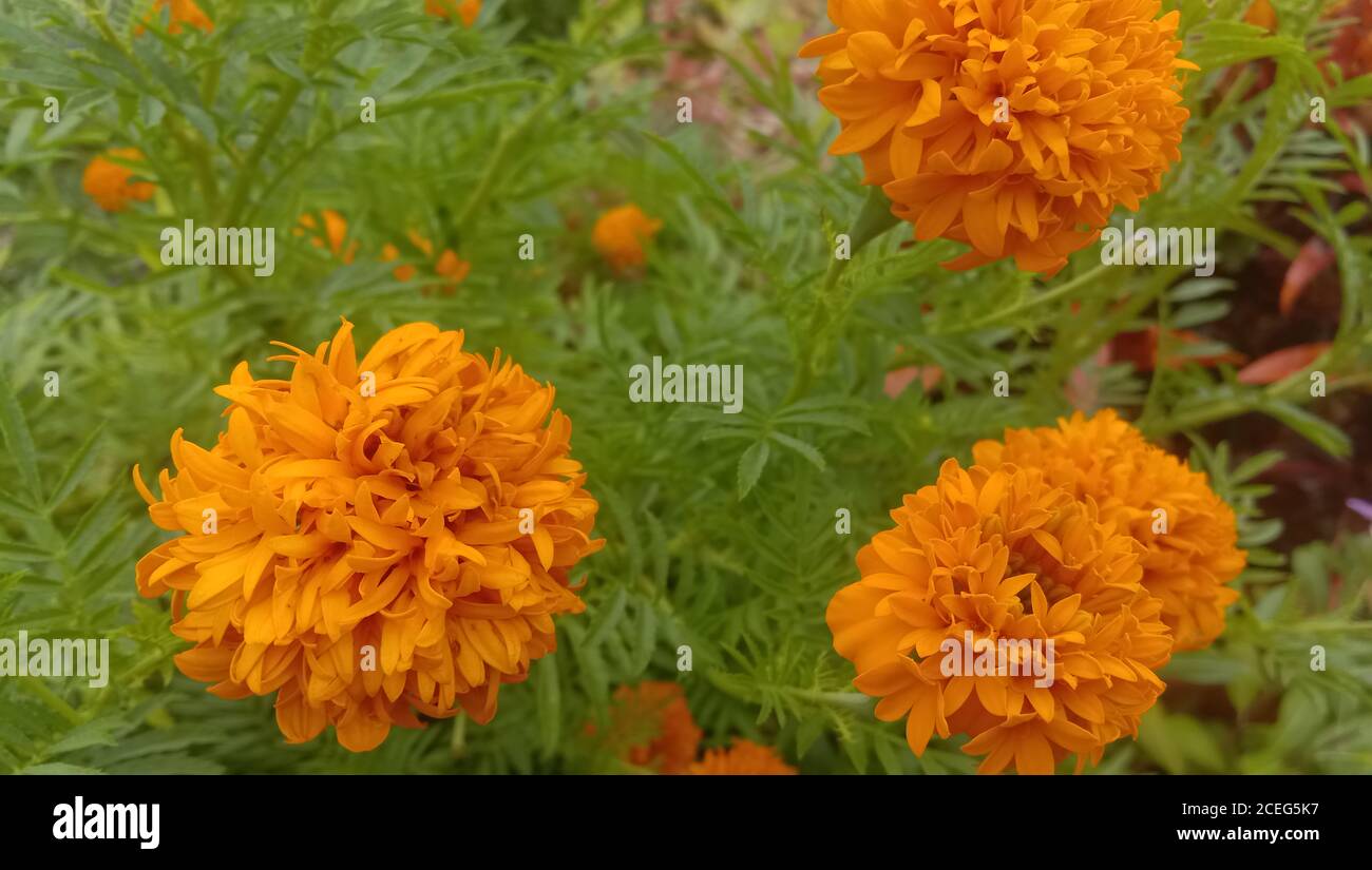 tagetes arancio fiori di patula o il fiore messicano o fiore di marigold famiglia Foto Stock