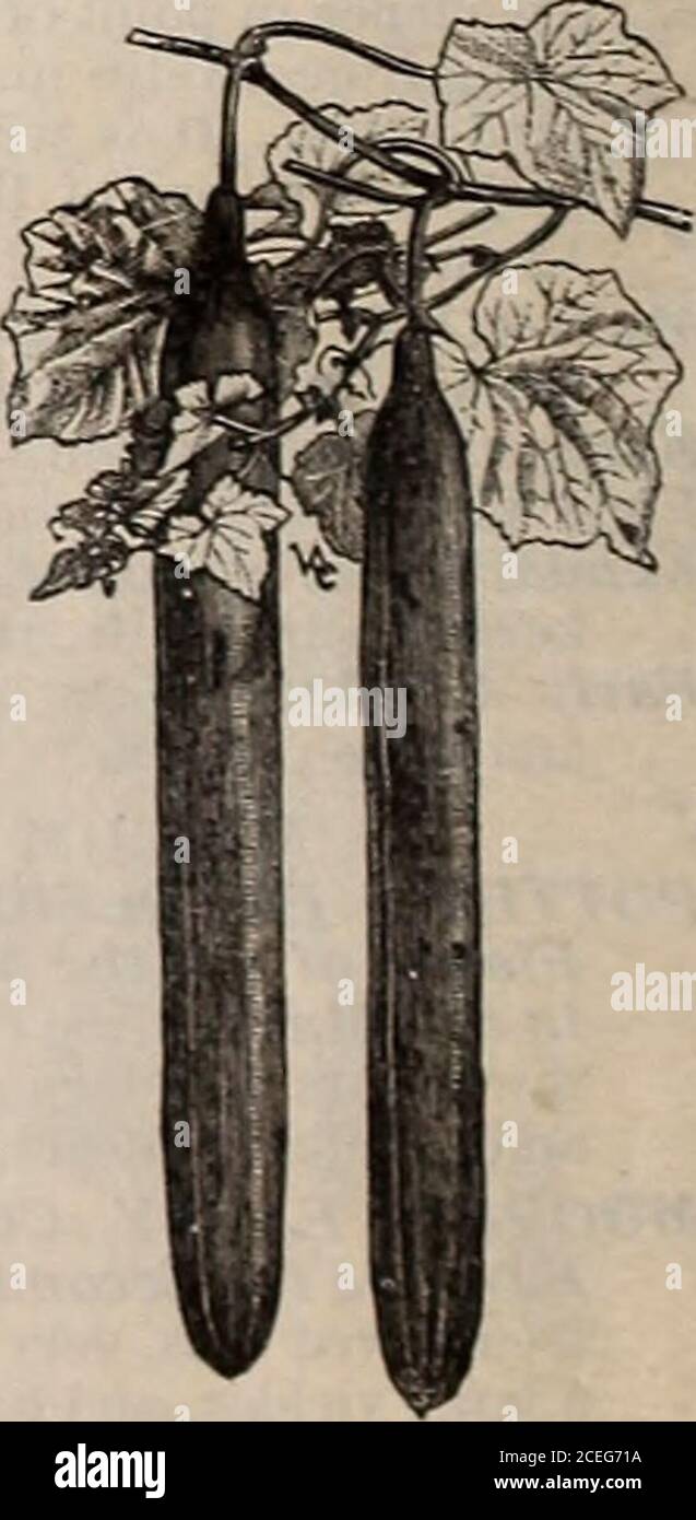 . Capovolgere una nuova foglia e essere convinto che W.W. I semi di Rawson & Co. Sono veri per nome / W.W. Rawson & Co. Una breve varietà di prickly che porta in gruppi vicino alla radice. E 'isa grande portatore, e nella santità viene accanto al primo Rus-siano. Pkt. 5 cts.; once JO cts.; )i lb. 20 cts.; lb. 60 cts. ELENCO GENERALE DELLE VARIETÀ BEN NOTE. Un prezzo uniforme di, Pkt. 5 c; once Joc.; % lb. 20 c; lb. 60c.Early Frame o Early Short Green. ■ misura media, adatta per decapaggio.Everbearing. – precoce e molto pro-s ductive.*Nichols Medium Green. Verde chiaro, pieno su entrambe le estremità. Pera gigante molto liscio, dritto, frequente Foto Stock