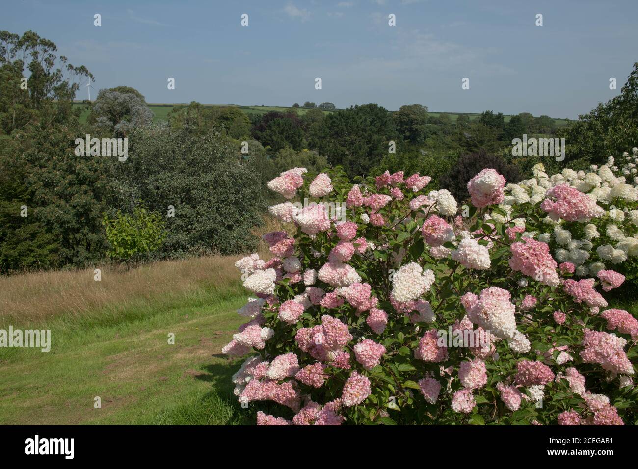 Estate fiore rosa teste di un arbusto di Hydrangea panicled (Hydrangea paniculata 'Vanille Fraise') Crescere su un giardino Hillside in Devon rurale Foto Stock