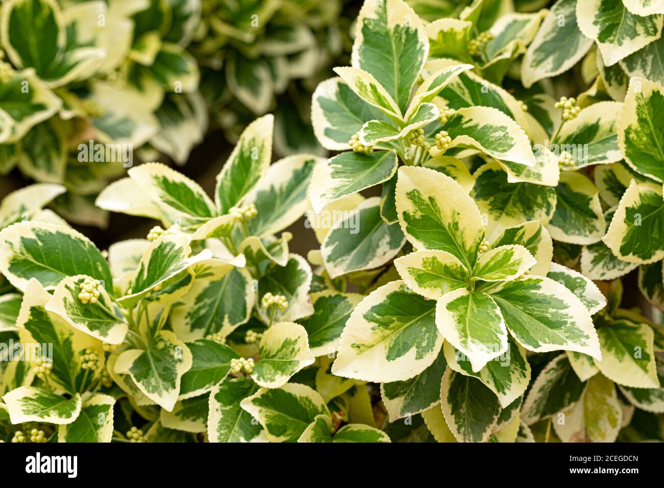Particolare di Euonymus japonicus varietà Sunny delizia un freddo molto arbusto duro con foglie verdi variegate e bordo color crema Foto Stock