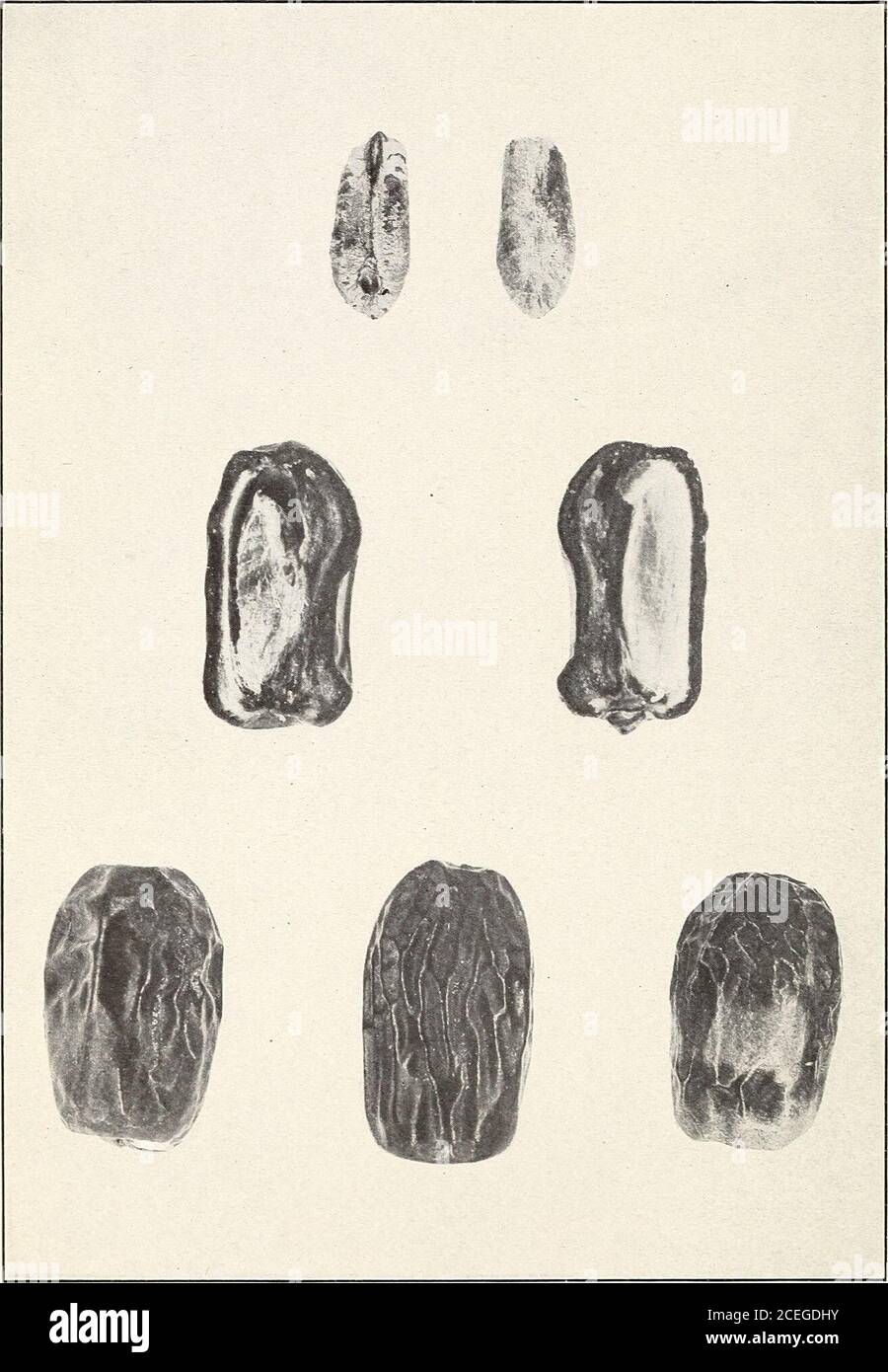 . Date dell'Egitto e del Sudan. Esempi di date sultane dall'Oasi di Dakhleh. (Dimensioni naturali). Bui. 271, U. S. Dipartimento di Agricultur Plate XVI.. Esempi di date Tamr dall'Oasi di Kharqeh. (Dimensioni naturali). DATE DELL'EGITTO E DEL SUDAN. 33 dal popolo egiziano, apparentemente come un bastone di canna da zucchero. In uno stato maturo questa data è una delusione, sia per quanto riguarda l'aspetto che come togquality. Matura a un colore poco attraente, non descritto, come vicino porpora-drab come a qualsiasi cosa, e chiazzato con viola scuro-drab (entrambi R. XLV). La pelle molto sottile rugosa, scivolando struggere Foto Stock