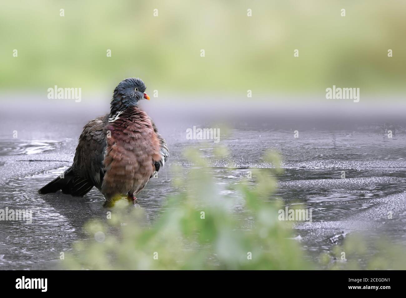 Un piccione di legno nella pioggia che versa. Colomba selvaggia in piedi in un pozze con splendido sfondo bokeh e spazio di copia. Foto Stock