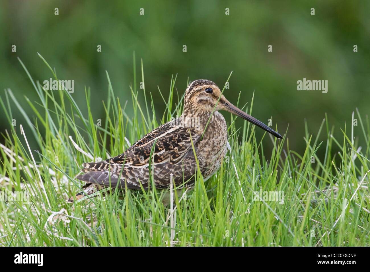 Snipe comune (Gallinago gallinago) foraggio maschile in prato / prateria in estate Foto Stock