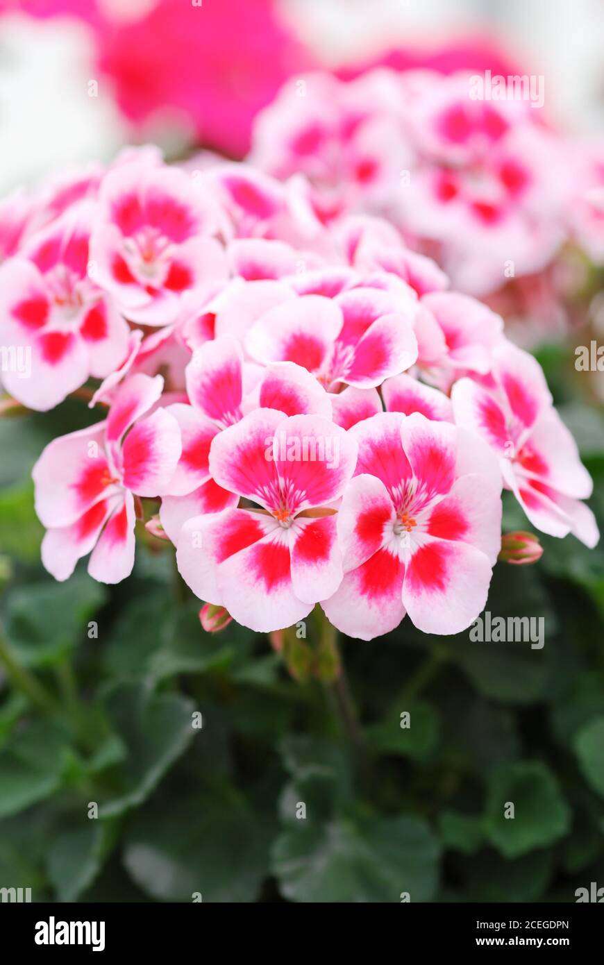 Pelargonium - Geranium Fiori che mostrano il loro bel dettaglio petali nel giardino con uno sfondo verde Foto Stock