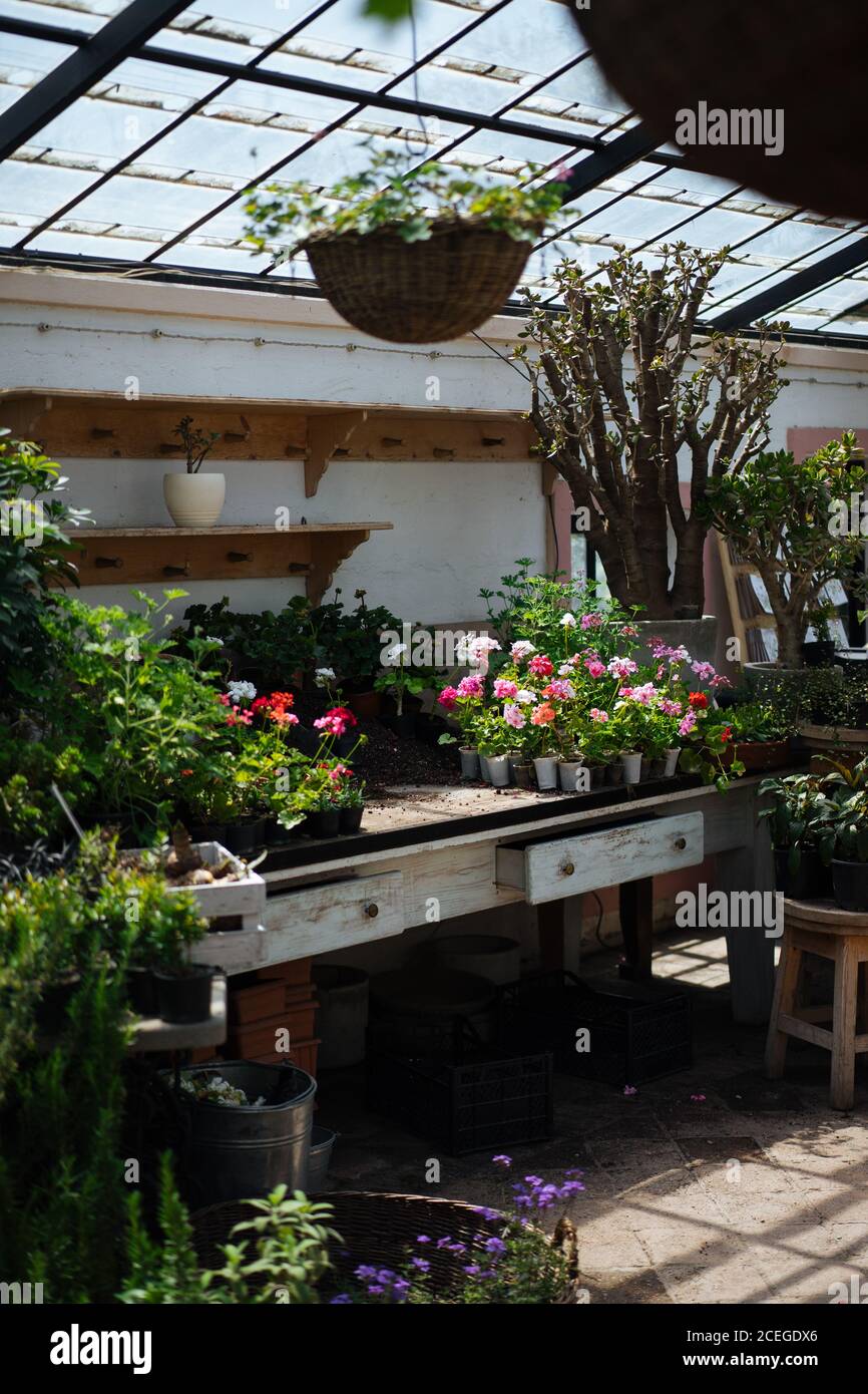 Serra rustica con soffitto in vetro pieno di pentole con cactus, succulenti, fiori e altre piante in estate con sole splendente Foto Stock