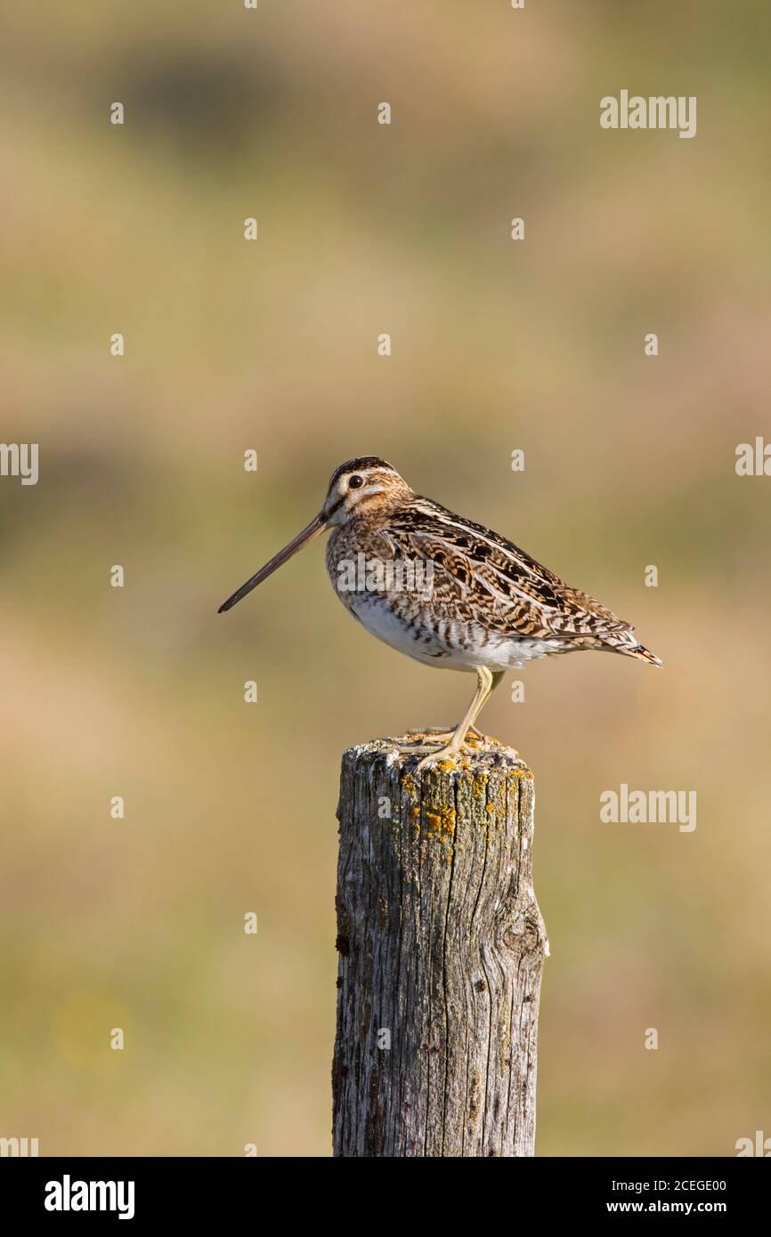 Snipe comune (Gallinago gallinago faeroeensis) maschio arroccato su palo di recinzione di legno lungo prato / prateria in estate, Islanda Foto Stock