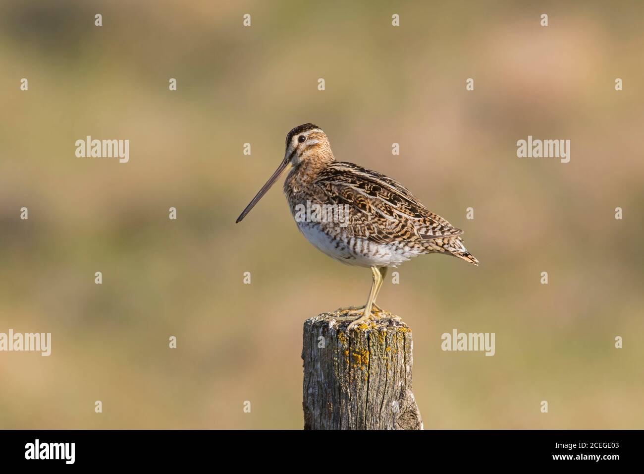 Snipe comune (Gallinago gallinago faeroeensis) maschio arroccato su palo di recinzione di legno lungo prato / prateria in estate, Islanda Foto Stock