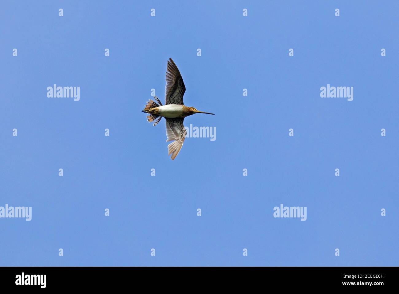 Snipe comune (Gallinago gallinago) maschio che mostra courtship battenti mostra in estate Foto Stock