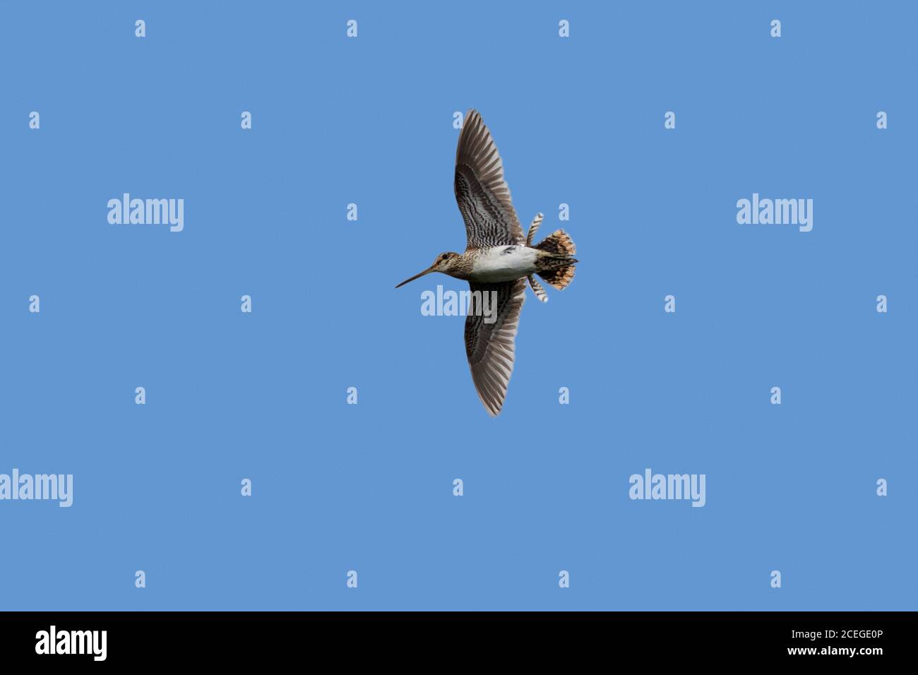 Snipe comune (Gallinago gallinago) maschio che mostra courtship battenti mostra in estate Foto Stock